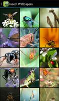 Insect Wallpapers Affiche