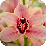 Orchid Wallpapers icône