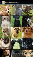 Puppy Wallpapers Affiche
