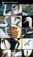 Swan Wallpapers Affiche