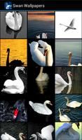 Swan Wallpapers capture d'écran 1
