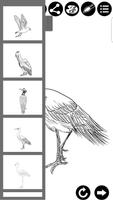 How To Draw Birds الملصق