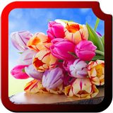 Tulips HD Wallpapers ikon