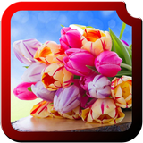 Tulips HD Wallpapers Zeichen