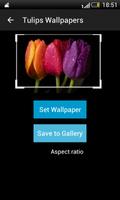 Tulips HD Wallpapers ภาพหน้าจอ 3