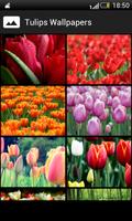 Tulips HD Wallpapers โปสเตอร์