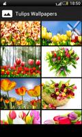 Tulips HD Wallpapers ภาพหน้าจอ 1