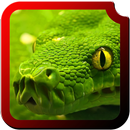 Reptiles HD  Wallpapers aplikacja
