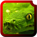 Reptiles HD  Wallpapers APK