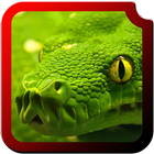 Reptiles HD  Wallpapers icône