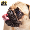 Pug Love (4k Ultra HD Wallpapers) APK