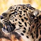 Leopard Wallpaper Pictures HD Images Free Photos ไอคอน