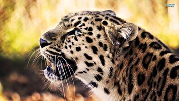 Leopard Wallpaper Pictures HD Images Free Photos โปสเตอร์