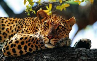 Leopard Wallpaper Pictures HD Images Free Photos screenshot 1