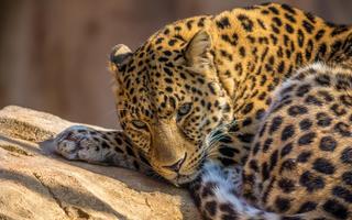 Leopard Wallpaper Pictures HD Images Free Photos screenshot 2