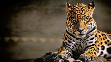 Leopard Wallpaper Pictures HD Images Free Photos screenshot 3