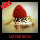 Leopard Gecko icône