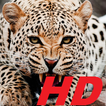 leopard wallpapers HD free special for you