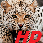 leopard wallpapers HD free special for you icon