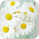 Sweet daisy flower Theme APK