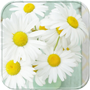 Sweet daisy flower Theme aplikacja