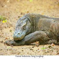 Fauna Indonesia Yang Lengkap bài đăng
