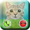 Talking Cat Calling