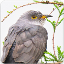 Lesser Cuckoo Bird Sounds : Lesser Cuckoo Song APK