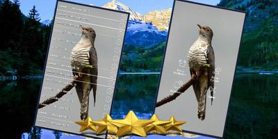 Lesser Cuckoo Bird Sounds : Lesser Cuckoo Song poster