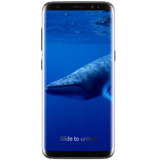 Blue Whale