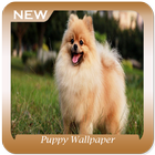 آیکون‌ Puppy Wallpaper