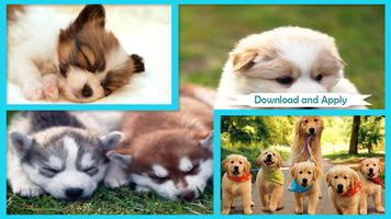 Puppy Wallpaper Affiche