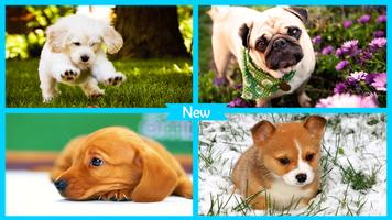 برنامه‌نما Puppy Wallpaper عکس از صفحه