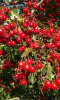 Hawthorn Wallpapers পোস্টার