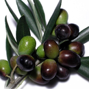 Olive Wallpapers APK