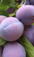 Plum Wallpapers स्क्रीनशॉट 1