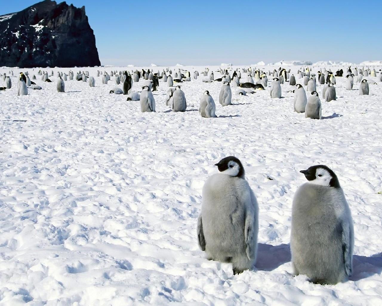 南极壁纸安卓下载 安卓版apk 免费下载