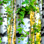 Birch Forest Wallpapers آئیکن