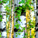 Birch Forest Wallpapers APK