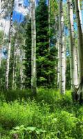 Birch Forest Wallpapers syot layar 1