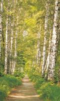 برنامه‌نما Birch Forest Wallpapers عکس از صفحه