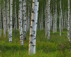 Birch Forest Wallpapers syot layar 3