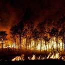 Forest Fire Wallpapers APK