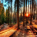 Forest Wallpapers APK