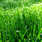 Gras Hintergrundbilder Zeichen