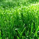 Gras Hintergrundbilder APK