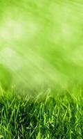 Grass Wallpapers پوسٹر