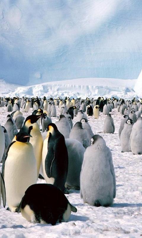 南极壁纸安卓下载 安卓版apk 免费下载
