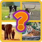 Animal Quiz biểu tượng