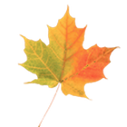 Autumn Leaves Free LWP icône